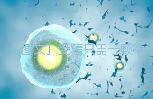 「圖文」受精只需一顆精子，那另外上億的精子都去哪里了呢？