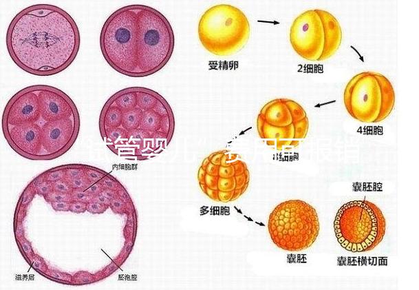 “試管嬰兒”費(fèi)用可報(bào)銷！11月1日起，患者可在柳人醫(yī)享受新政迎“好孕”