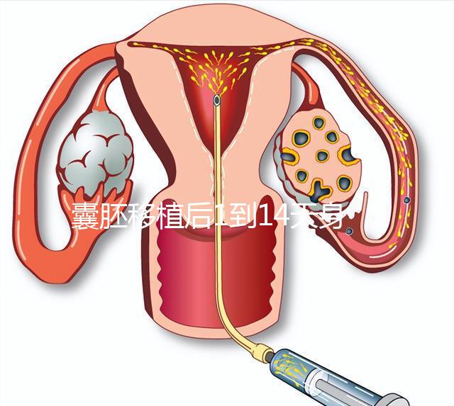 囊胚移植后1到14天身體/hcg均有變化!一張動(dòng)畫(huà)圖清晰預(yù)見(jiàn)
