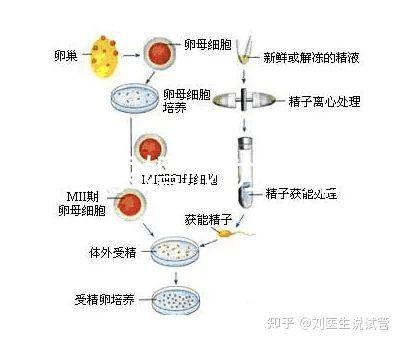 何猷君求婚成功！賭王四太回應(yīng)“奚夢瑤懷孕”傳聞