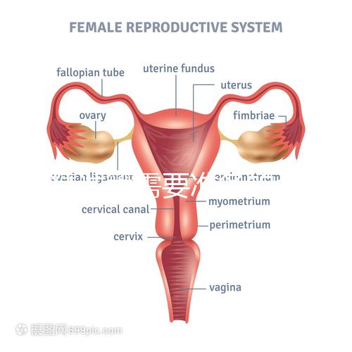 供精試管需要準備的資料一覽，除結婚證外這些也必不可少