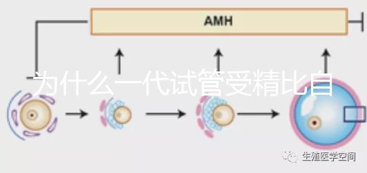 為什么一代試管受精比自然受精更解密？精子和卵子的質(zhì)量只有一個