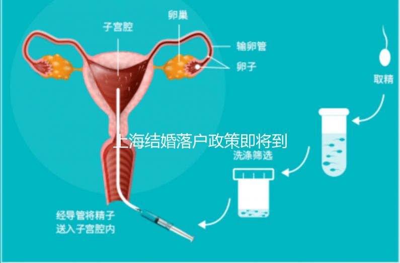 上海結(jié)婚落戶政策即將到來，包括2024年黃浦區(qū)詳細(xì)的戶籍流程