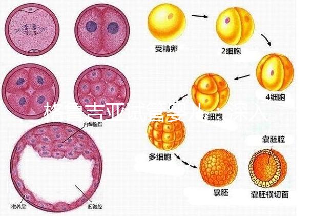 格魯吉亞試管嬰兒：深入了解優勢與適用人群！