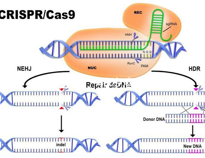 家在江蘇，40歲高齡哪里做試管嬰兒能夠一次成功？