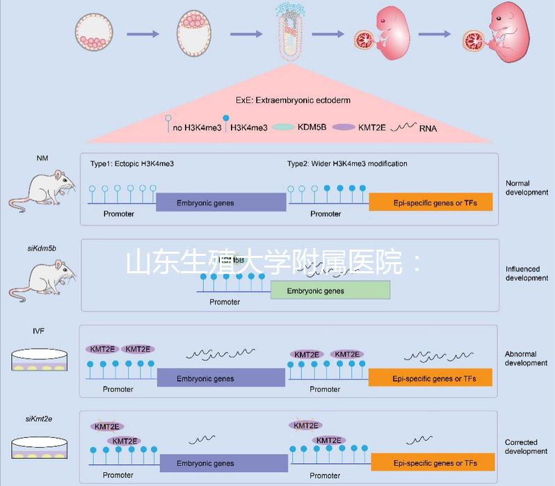 山東生殖大學附屬醫院：試管成功率高達55%的研究中心