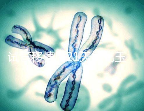 試管移植后21天能吃玉米嗎？孕婦多吃能減少便秘？