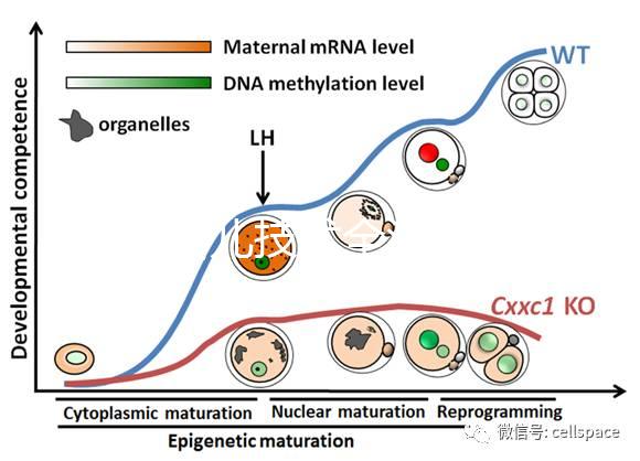試管嬰兒技術全流程科普：促排、受精、移植等關鍵步驟詳解