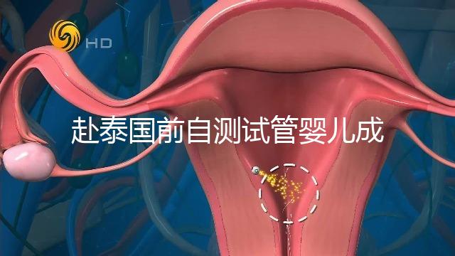 赴泰國前自測試管嬰兒成功率，這些方法值得收藏