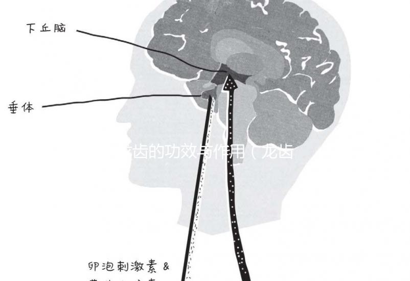 龍齒的功效與作用(龍齒的功效與作用與主治)